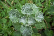 Horehound-leaves