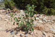 Horehound-plant