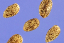 Horehound-seeds