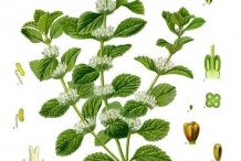 Illustration-of-Horehound