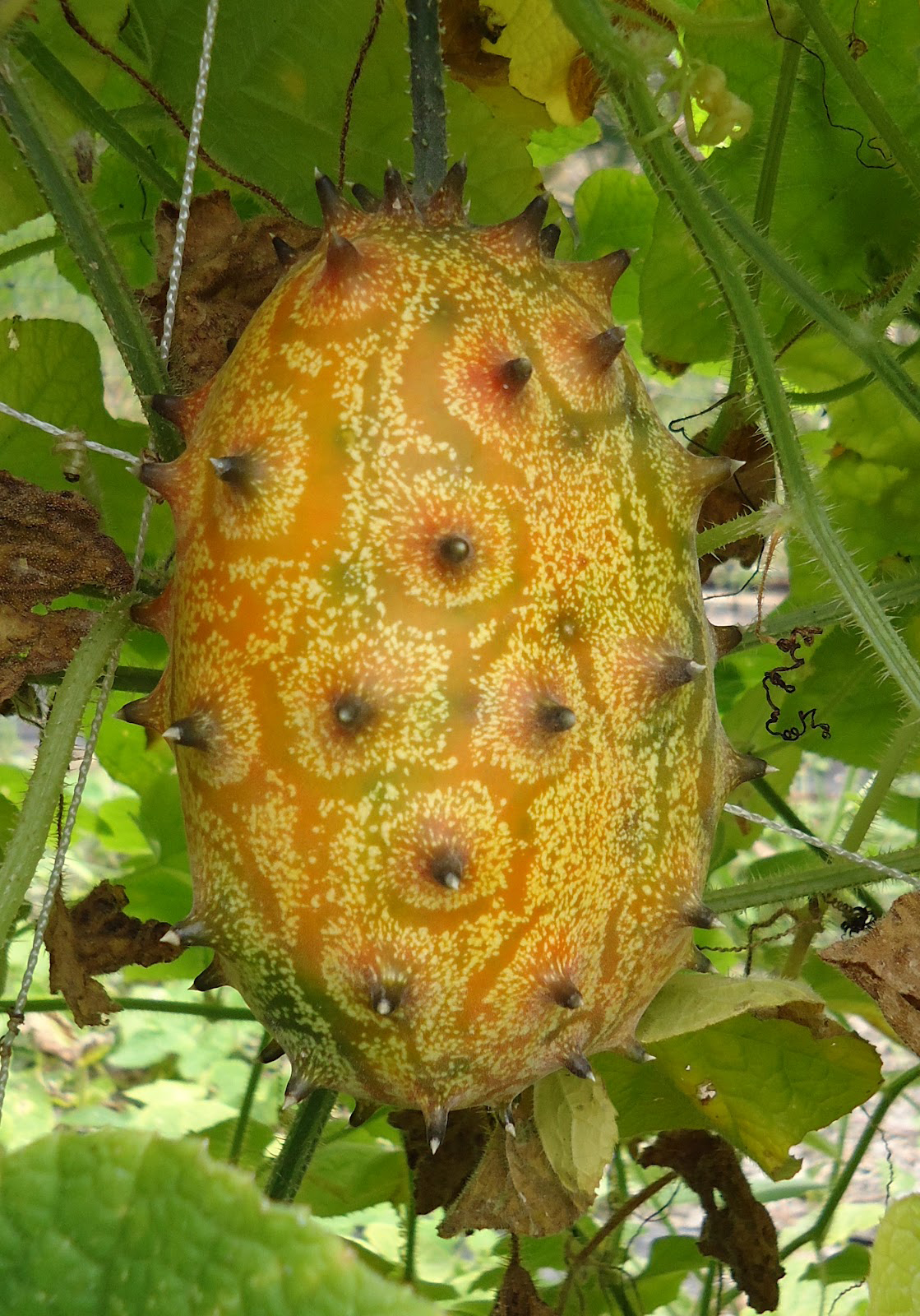 Horned-melon-fruit