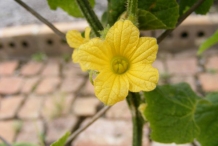 Flower-of-Horned-melon