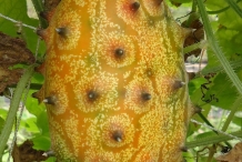 Horned-melon-fruit