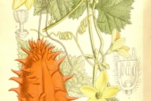 Illustration-of-Horned-melon