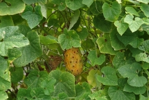 Leaves-of-Horned-melon