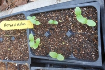 Seedlings-of-Horned-melon