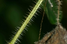 Stem-of-Horned-melon