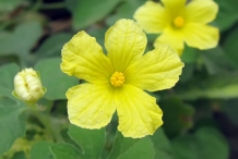 Close-up-flower-of-Horned-melon