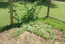 Horned-melon-plant