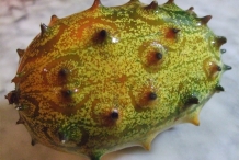 Horned-melon