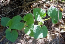 Leaves-of-Horned-melon