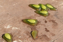 Seeds-of-Horned-melon