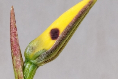 Flower-buds-of-Hornet-Orchid