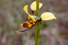 Flower-of-Hornet-Orchid