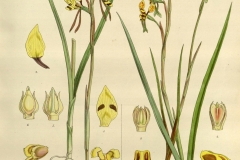 Plant-illustration-of-Hornet-Orchid