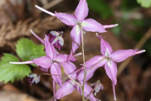 Backside-view-of-Flower