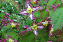 Flower-of-Horny-goat-weed