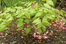 Horny-goat-weed-Plant