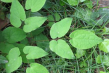 Leaves-of-Horny-goat-weed