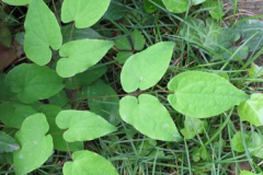 Leaves-of-Horny-goat-weed