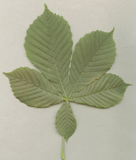 Horse-Chestnut-Leaf