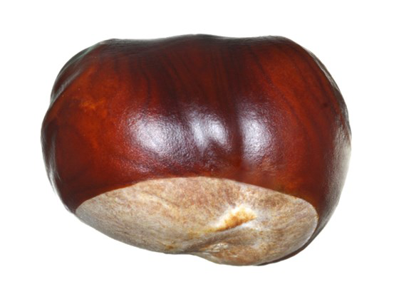 Horse-Chestnut