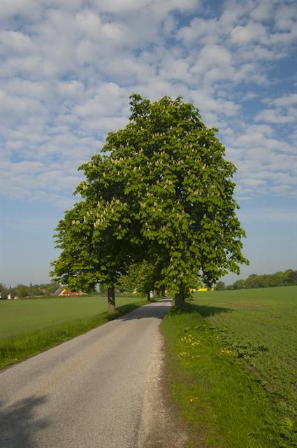 Horse-chestnut-Tree