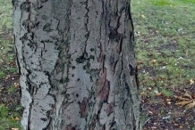 Bark-of-Horse-Chestnut