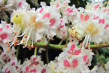 Close-up-view-of-Horse-Chestnut-flower