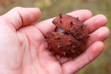 Dried-Horse-Chestnut-fruit