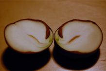 Half-cut-Horse-Chestnut