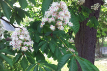 Horse-Chestnut-Flower