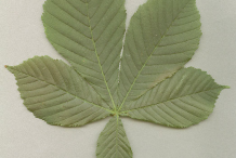 Horse-Chestnut-Leaf