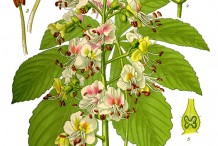 Horse-Chestnut-Plant-Illustration