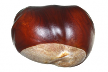 Horse-Chestnut