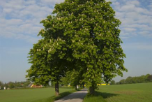 Horse-chestnut-Tree