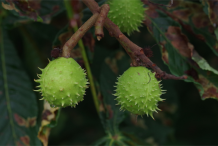 Horse-chestnut-on-the-tree