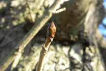 Leaf-bud-of-horse-chestnut
