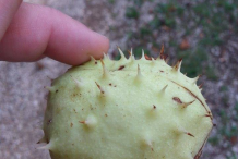 Unripe-Horse-Chestnut