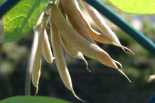Dried-Horse-gram-pods