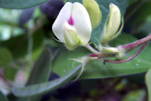 Flower-of-Horse-gram-plant