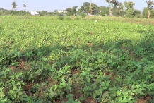 Horse-gram-Farming