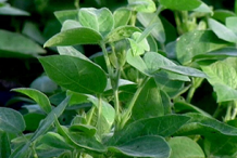 Horse-gram-Plant