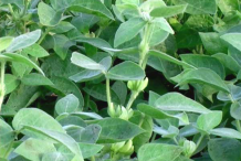Leaves-of-Horse-gram-plant