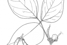 Sketch-of-Horse-gram