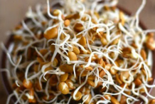 Sprouted-Horse-gram
