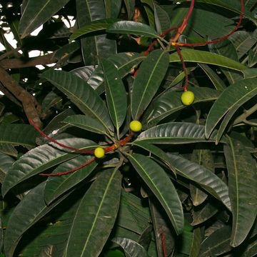Leaves-of-Horse-Mango