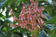 Flowers-of-Horse-Mango