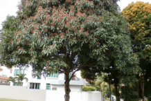 Horse-Mango-Plant