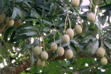 Horse-Mango-on-the-tree